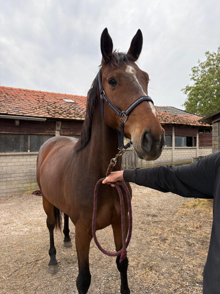 4 jarige Action Breaker x Apardi, Dieren en Toebehoren, Met stamboom, Springpaard, Ruin, Zadelmak