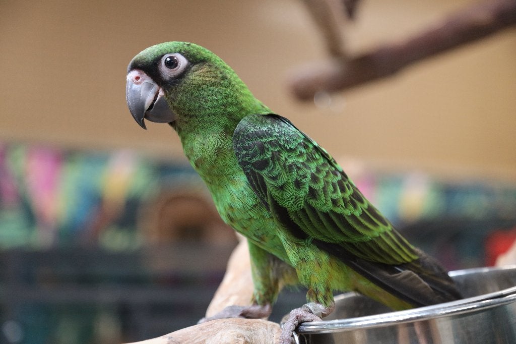 Lief | Jonge Baby Jardine Papegaai | Getest | Handtam, Meerdere dieren, Papegaai, Pratend
