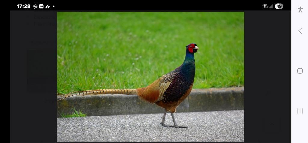 Eieren tenebrose fazant, Geslacht onbekend