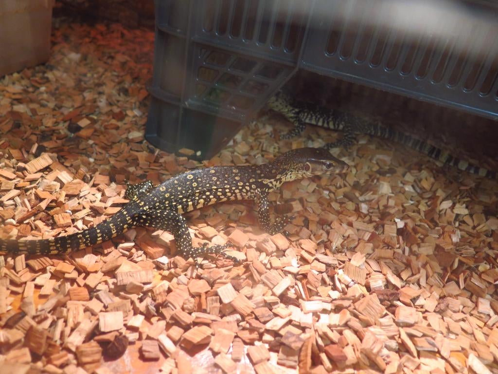 Varanus salvator SUMBAWA, Dieren en Toebehoren, Hagedis, 0 tot 2 jaar