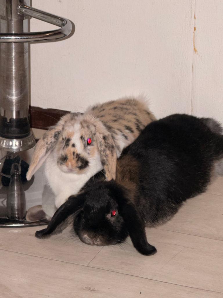 Bonnie & Clyde zoeken een nieuw thuis (dwerghangoor), Meerdere dieren, Dwerg