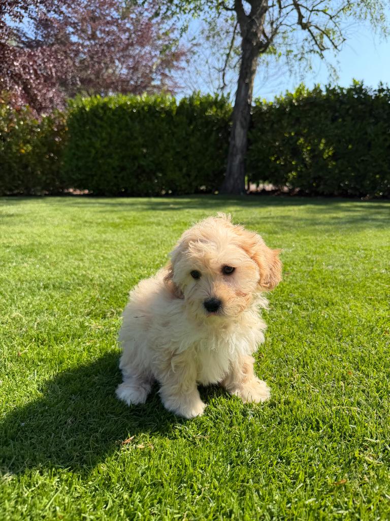 Maltipoo (Maltezer x Poedel) pups, Dieren en Toebehoren, Poedel, Parvo, Nederland, 8 tot 15 weken