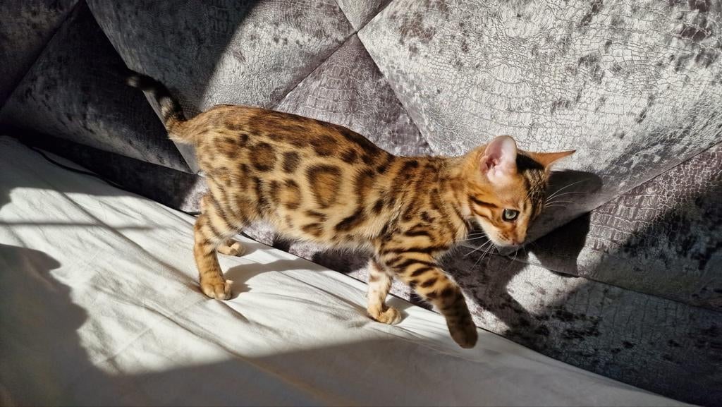Prachtige Rasechte Bengaalse Kitten | Snow Mink x Brown, Dieren en Toebehoren, Katten en Kittens | Raskatten | Korthaar, Meerdere dieren