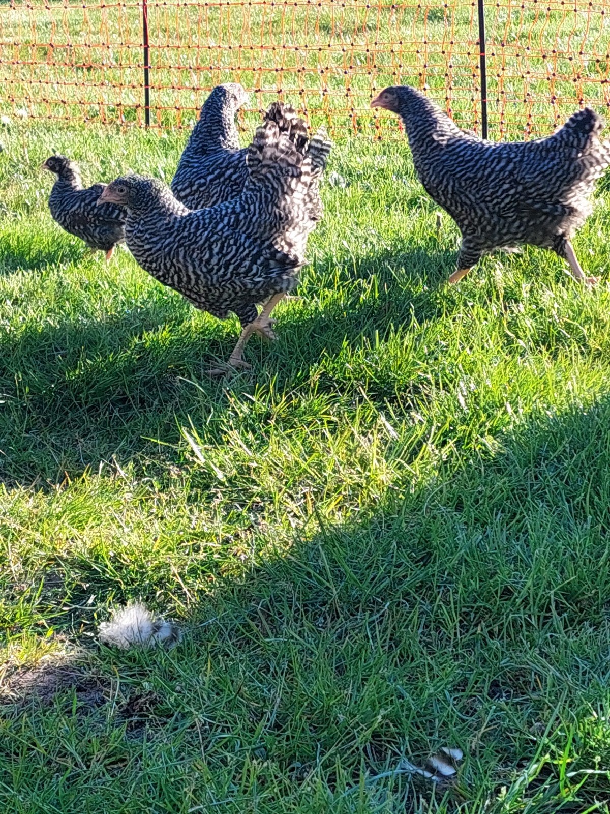 amrock kuikens 13 weken oud, Dieren en Toebehoren, Pluimvee, Vrouwelijk, Kip