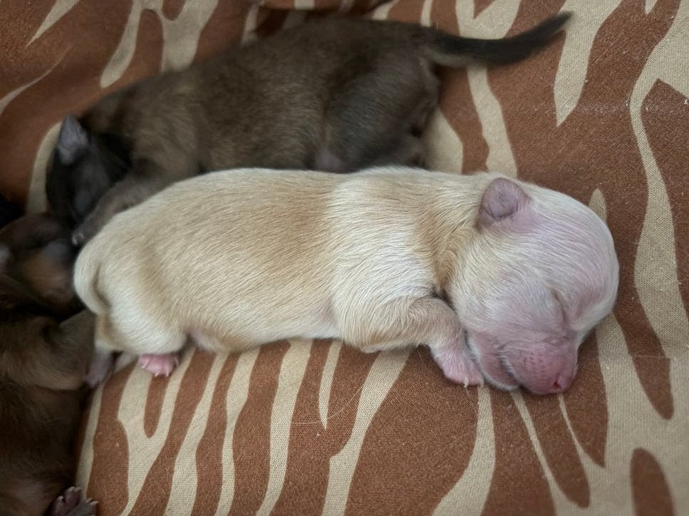 Chihuahua teefje pup blond/abrikoos/rossig. TEEFJE, Parvo, 8 tot 15 weken, Teef, Meerdere