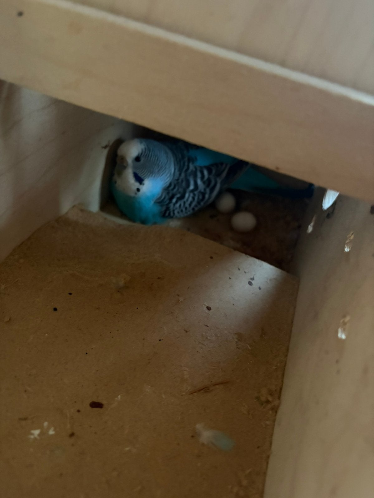 Koppel grasparkieten, Dieren en Toebehoren, Vogels | Parkieten en Papegaaien, Meerdere dieren, Parkiet, Geringd
