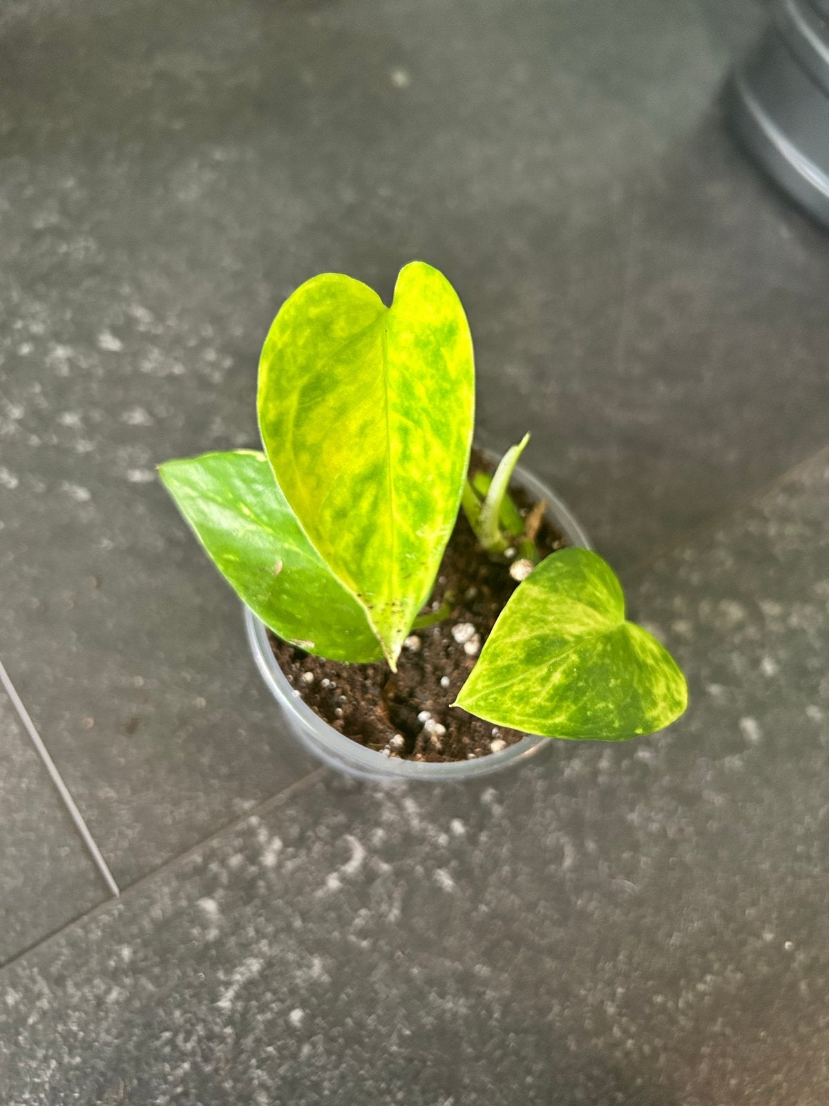 Epipremnum N'Joy Gold - 3 stekken in pot, Overige soorten, In pot, Minder dan 100 cm, Groene kamerplant