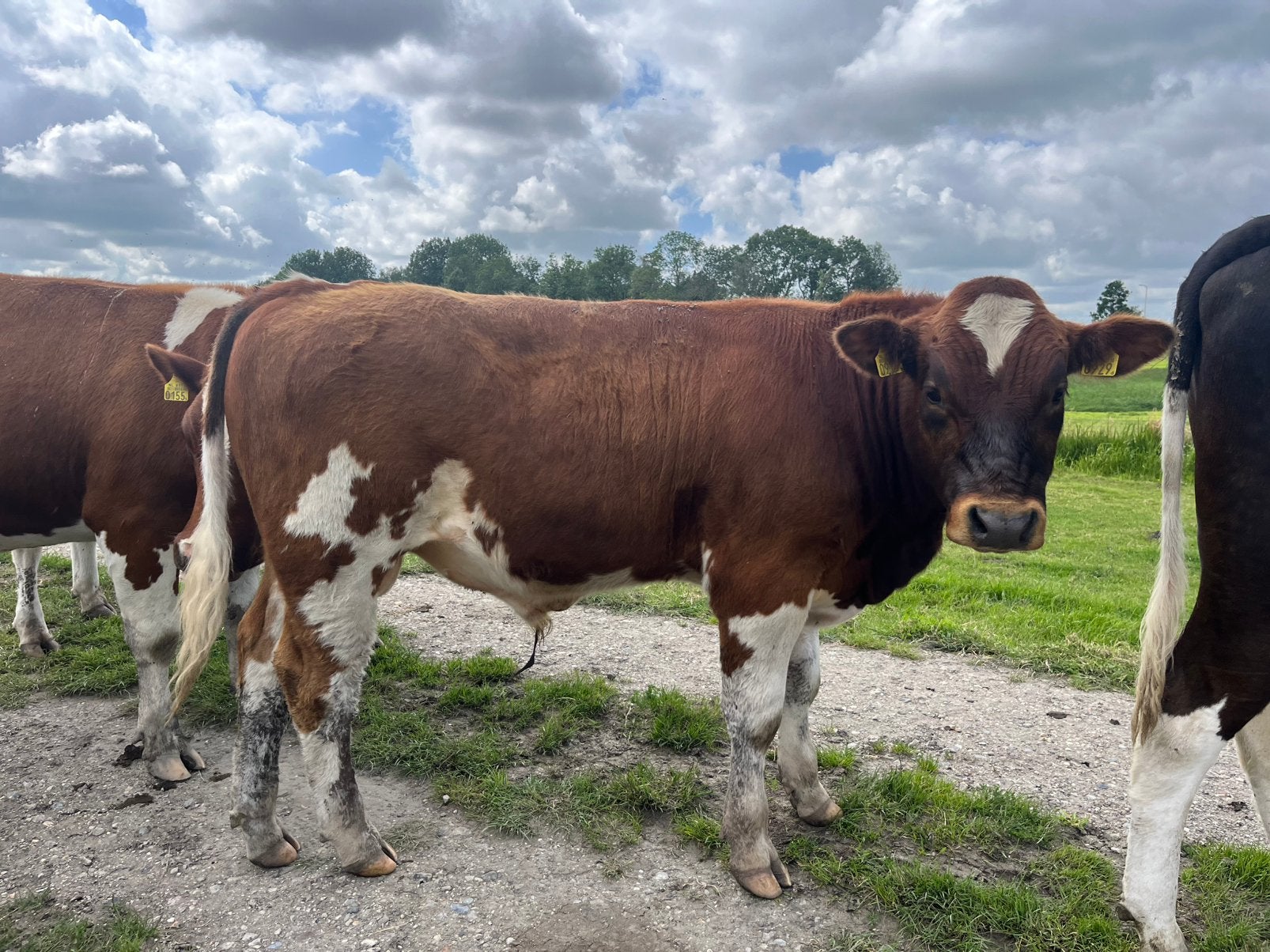 Dek stiertje MRIJ en drachtige vaars, Dieren en Toebehoren, Meerdere dieren, 0 tot 2 jaar