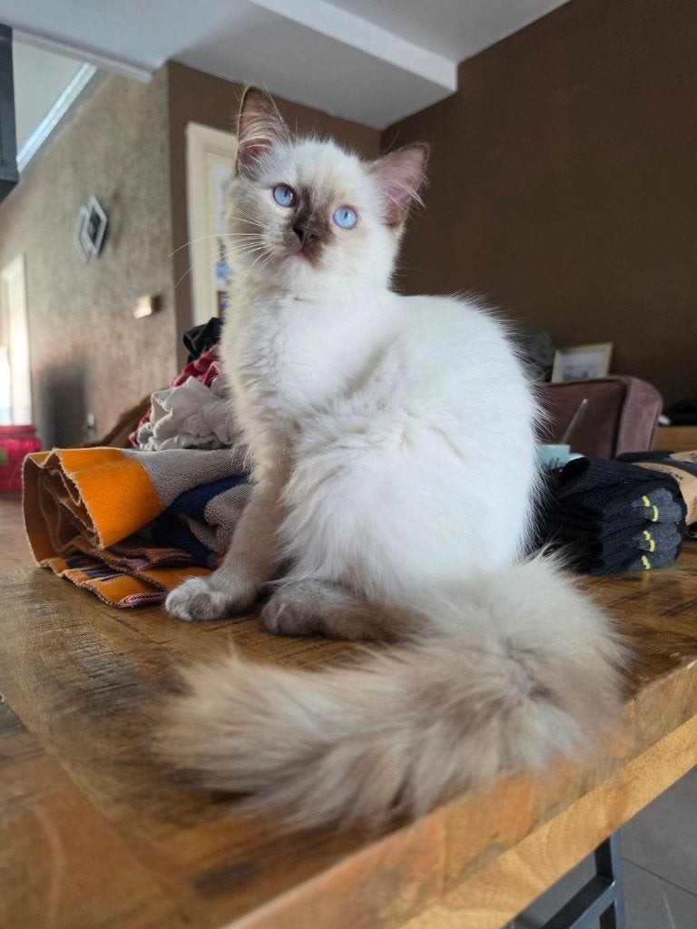 Ragdoll fokpoesje met stamboom, cinnamon drager, Poes, Met stamboom, 0 tot 2 jaar