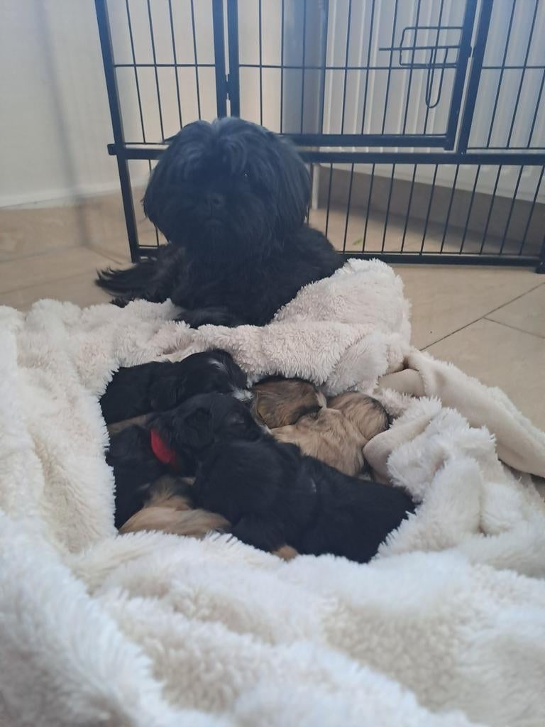 Boomertjes malteser shit shu ( geen poedel), Dieren en Toebehoren, Honden | Niet-rashonden, 8 tot 15 weken, Meerdere, Meerdere dieren