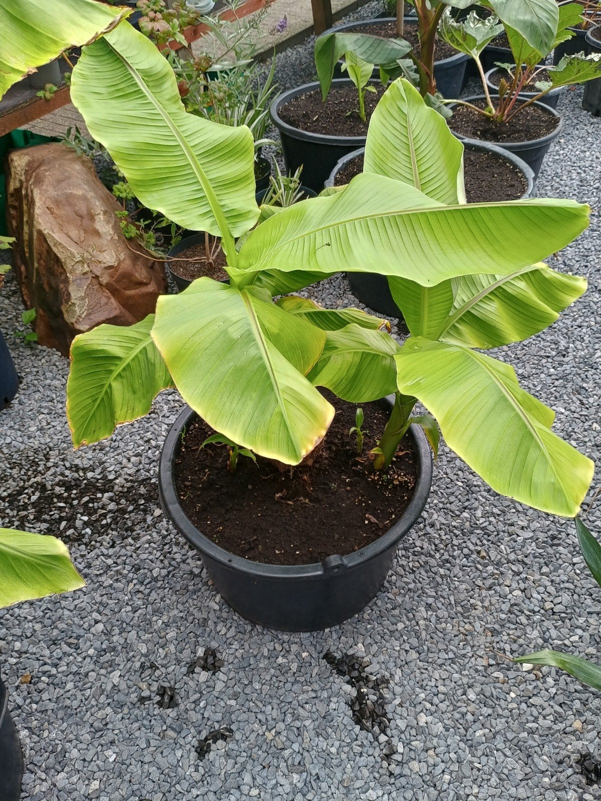 te koop winterharde bananen in Kuip, Ophalen, Overige soorten, Volle zon