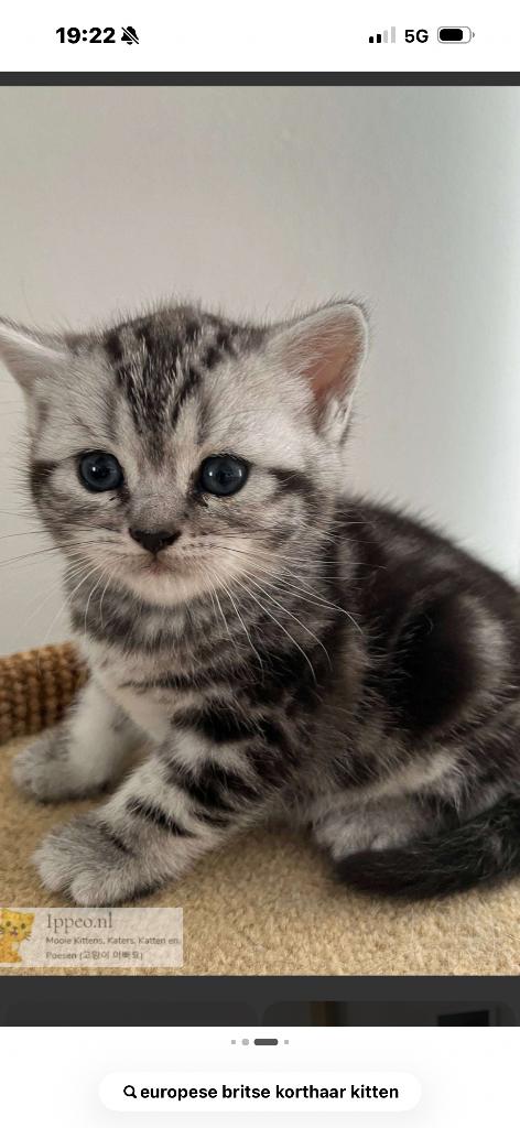 Op zoek naar britse/europese korthaar kitten. GRATIS, Dieren en Toebehoren, Kater, Met stamboom, 0 tot 2 jaar