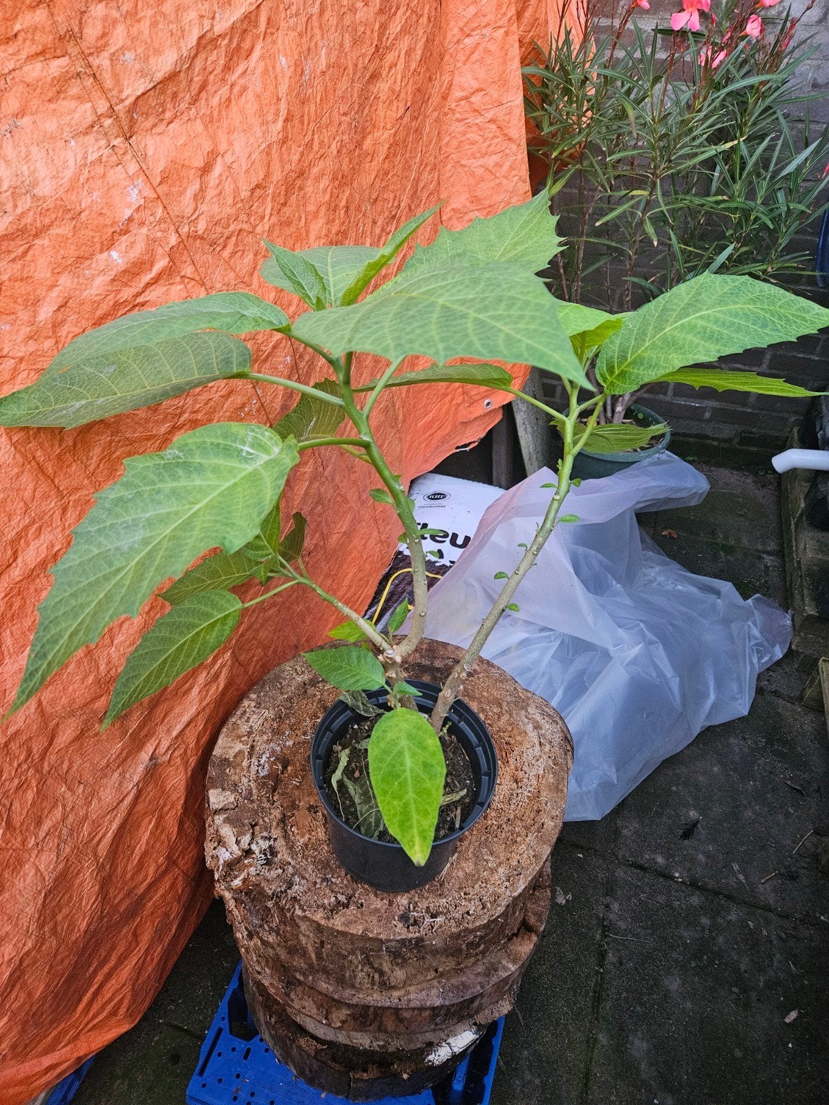 Brugmansia (Engelentrompet) - Prachtige Oranje Bloemen, Volle zon, Vaste plant, Zomer, Ophalen