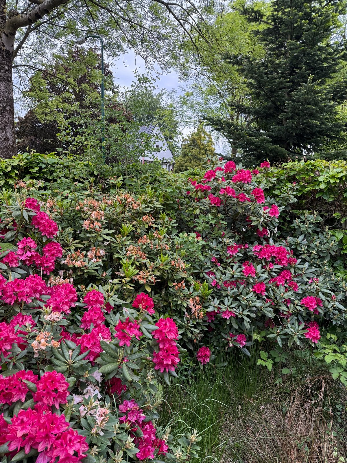 Rhododendron planten - Diverse kleuren en maten, Tuin en Terras, Vaste plant, Halfschaduw, Lente, Ophalen