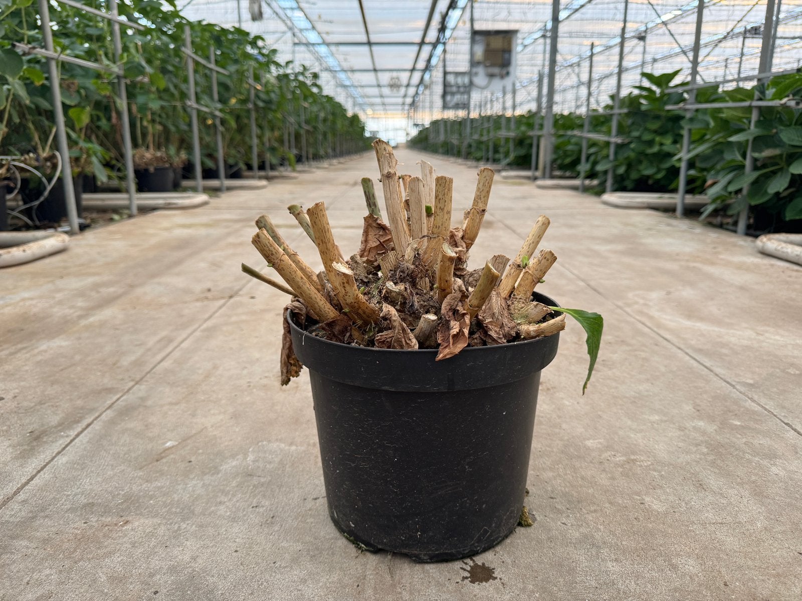 Pot hortensia’s voor buiten (wit), Vaste plant, Halfschaduw, Zomer, Ophalen