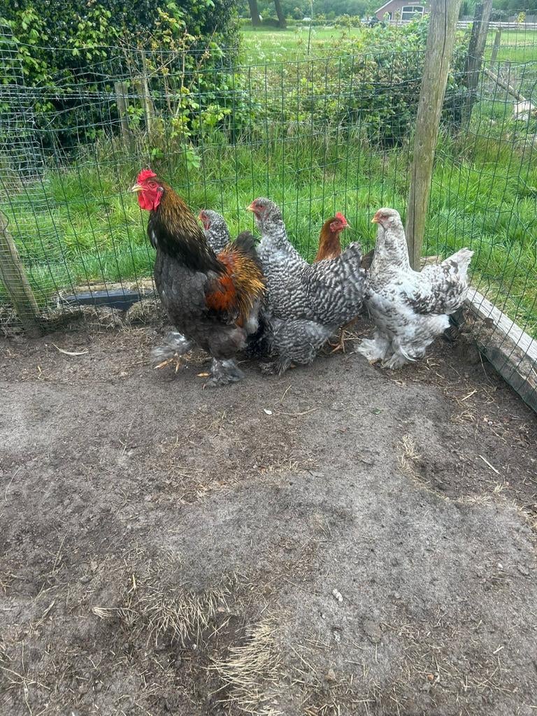 3 Brahma Kippen + Haan, Dieren en Toebehoren, Pluimvee, Vrouwelijk, Kip