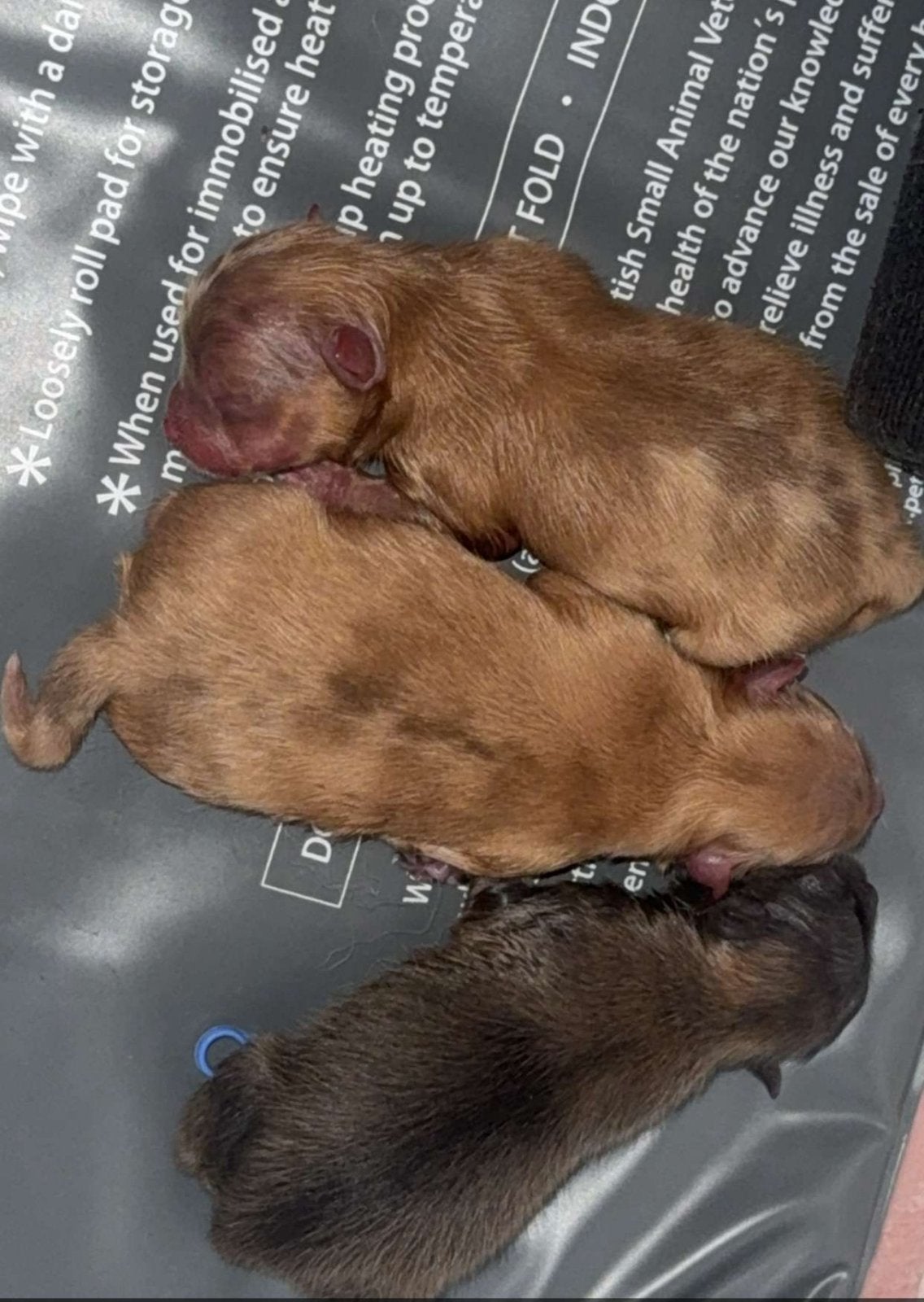 Pomeriaan pups, 8 tot 15 weken, Parvo, Meerdere, Nederland