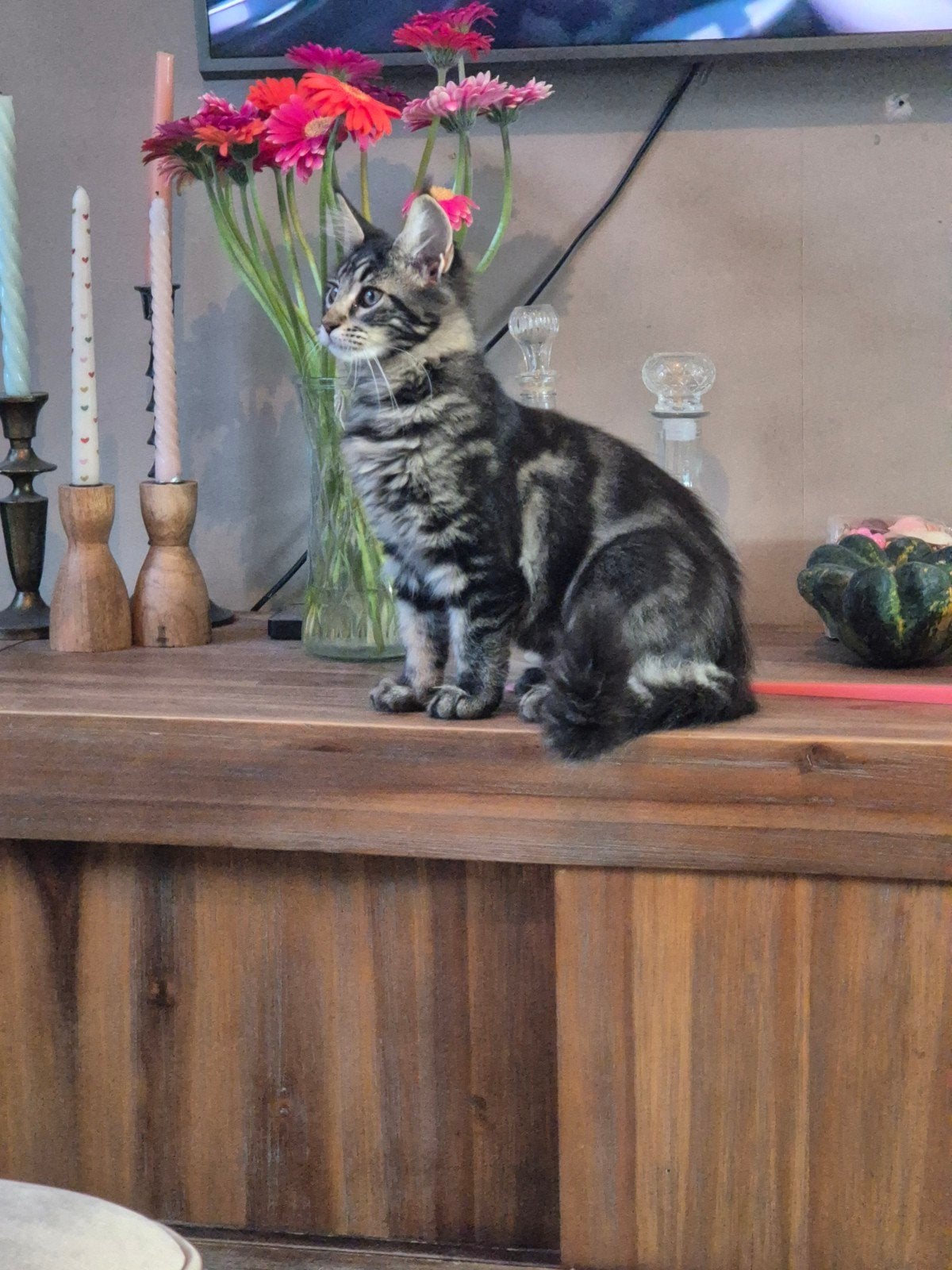 Nog 2 poesjes!!prachtige maine coon kittens met stamboom, Meerdere dieren, Met stamboom, 0 tot 2 jaar