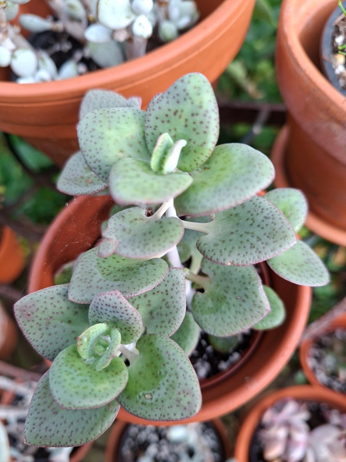 Crassula cordata, Tuin en Terras, Planten | Tuinplanten, Ophalen of Verzenden, Overige soorten, Volle zon