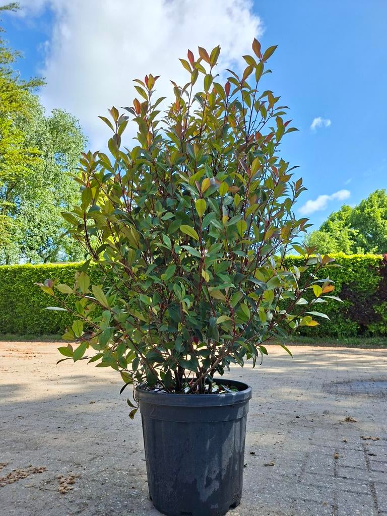 Glansmispel | Photinia 'Carre Rouge' 100-125, Ophalen, Overige soorten, 100 tot 250 cm
