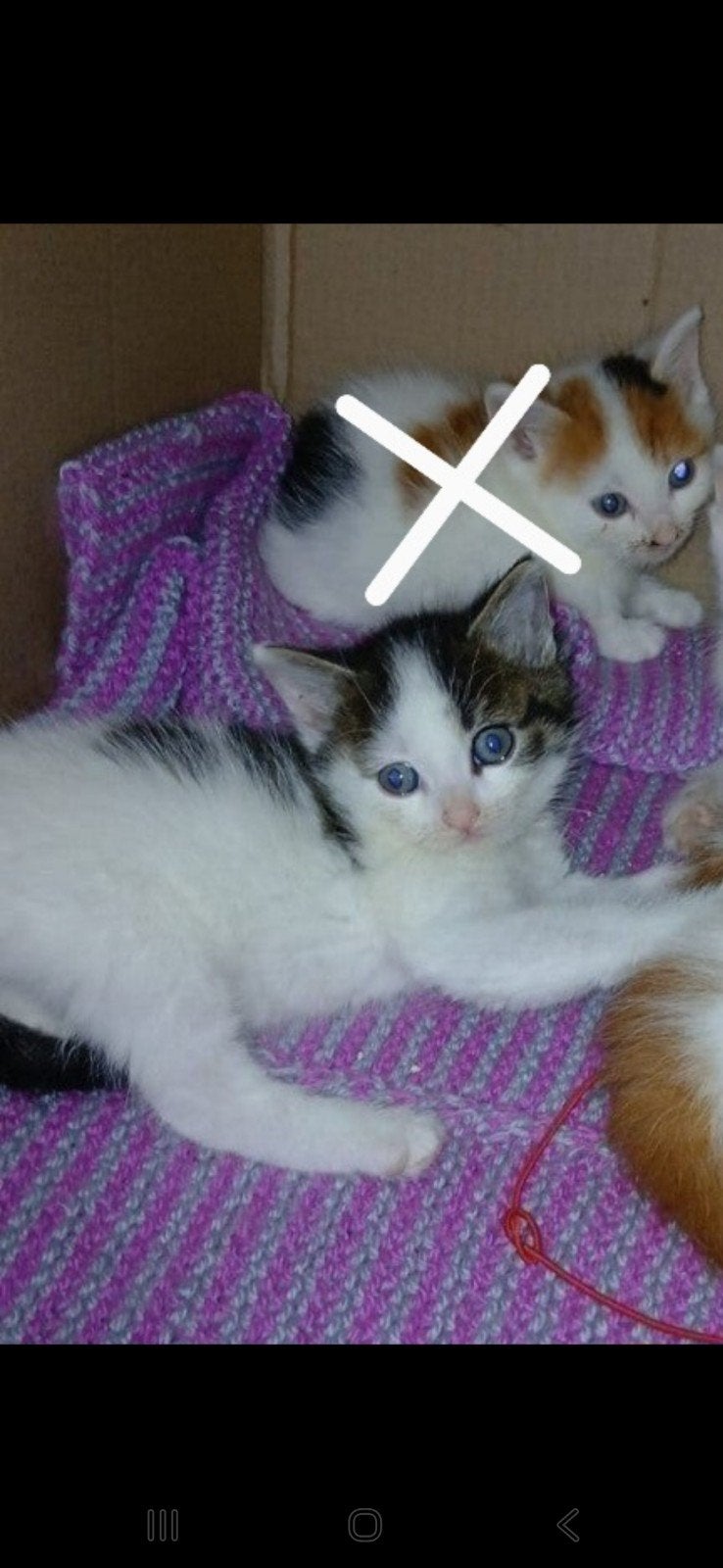 Laatste kitten te koop! (Moet Z.S.M weg!), Dieren en Toebehoren, Geslacht onbekend, 0 tot 2 jaar