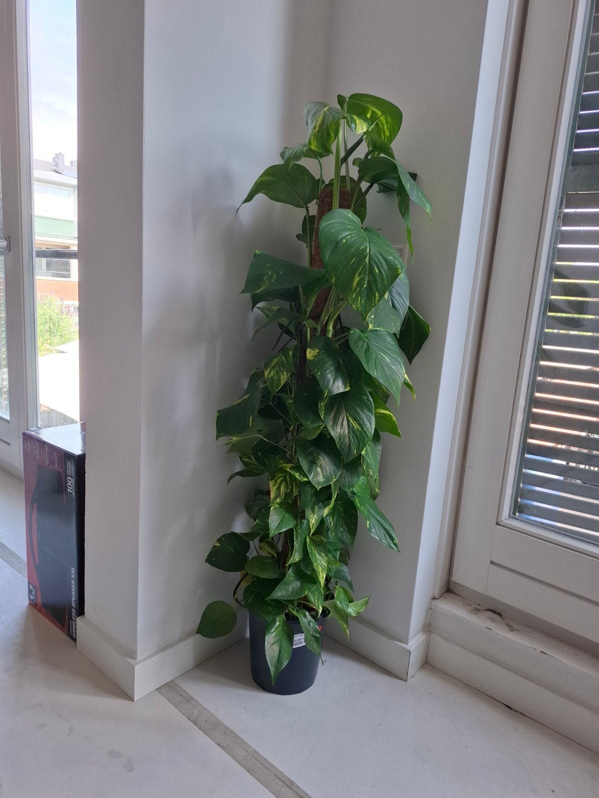 Grote Pothos kamerplant op mosstok, Huis en Inrichting, Kamerplanten, Ophalen, Overige soorten, Halfschaduw, In pot