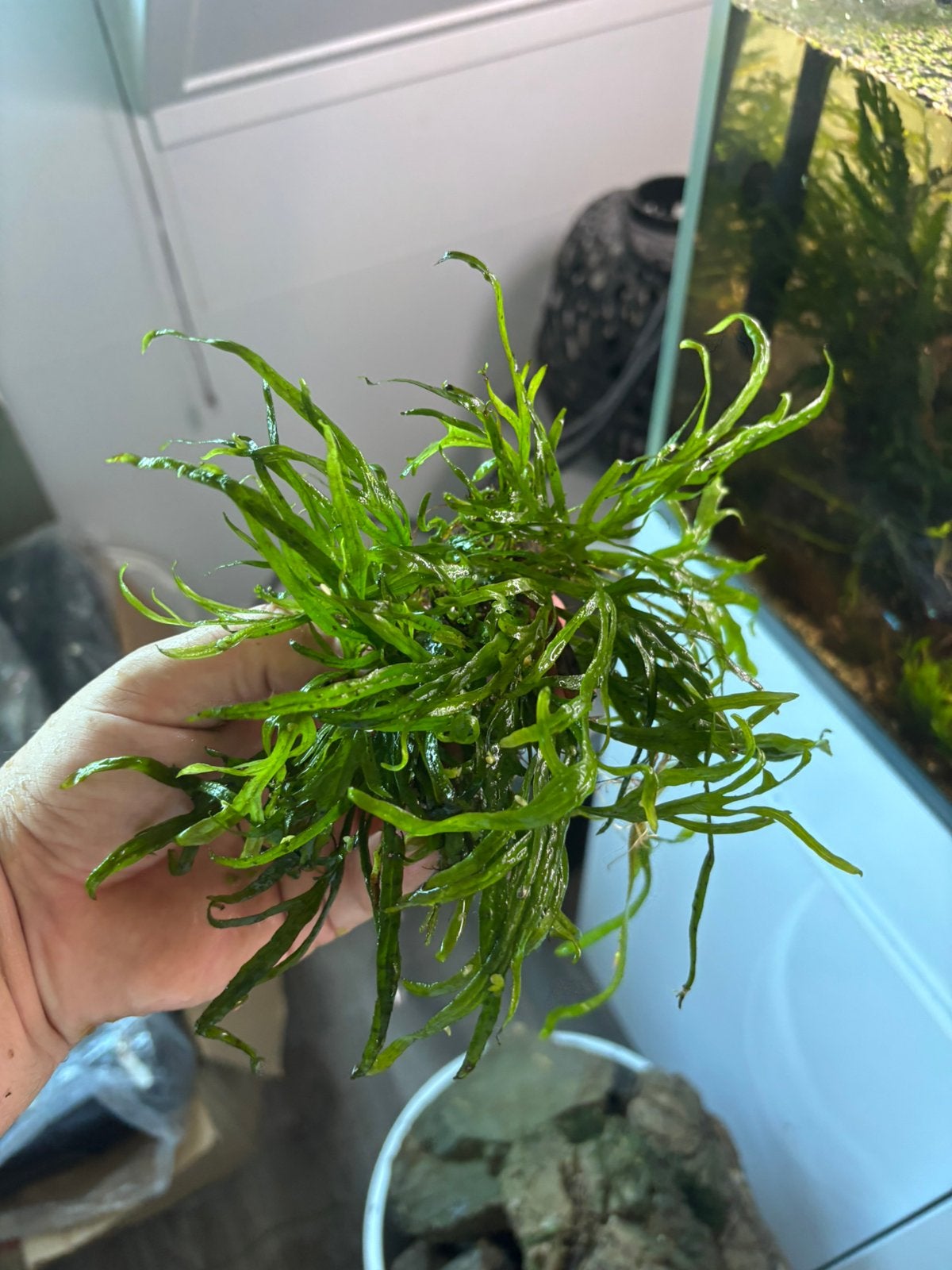 Microsorum Trident, Ophalen of Verzenden, Zo goed als nieuw, Plant(en), Steen of Hout