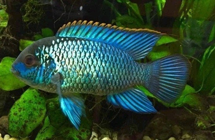 Koppel blue neon cichlide, Dieren en Toebehoren, Vissen | Aquariumvissen, Vis, Zoetwatervis