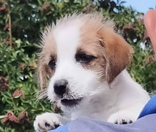 Jack Russell pups met stamboom, Parvo, 8 tot 15 weken, Meerdere, Meerdere dieren