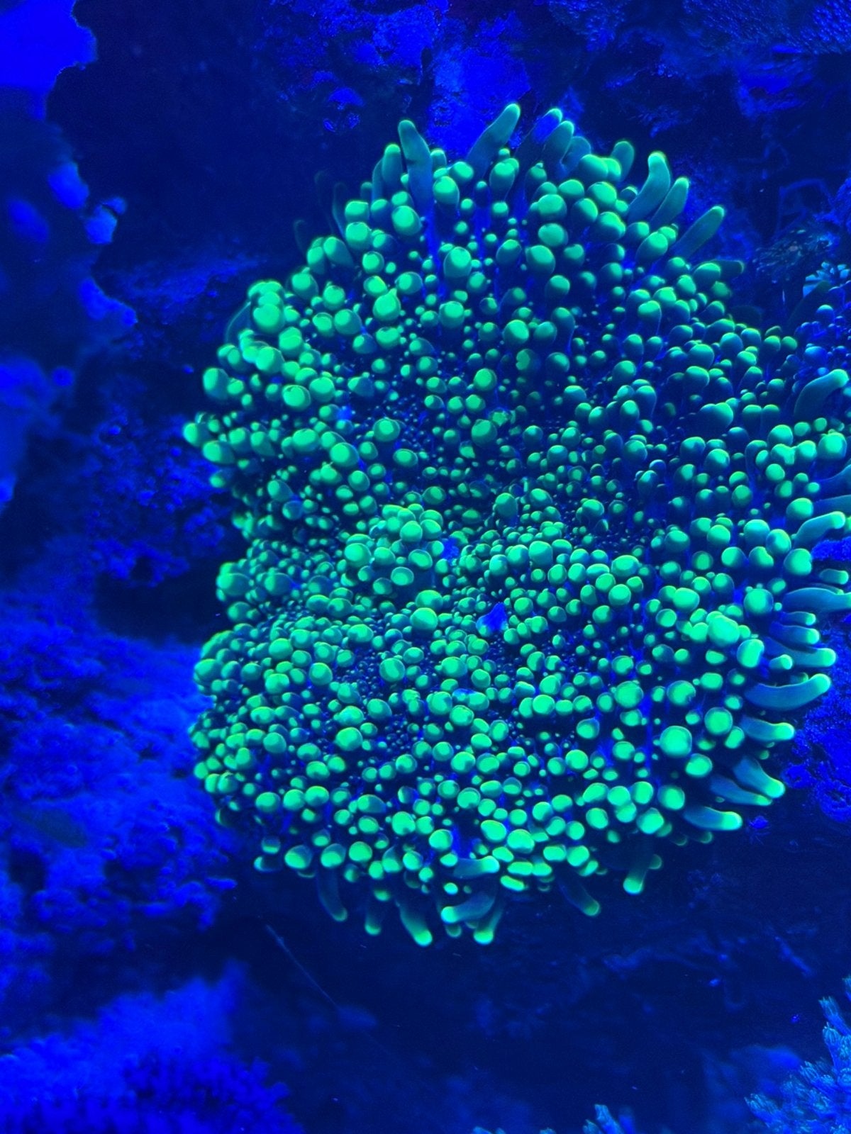 Mooi koraal Yuma oren groen, Overige typen