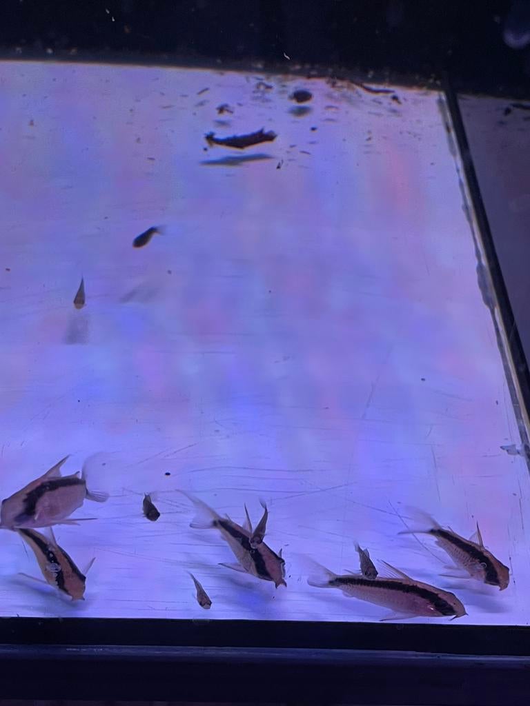 Corydoras Panda, Dieren en Toebehoren, Vis, Zoetwatervis