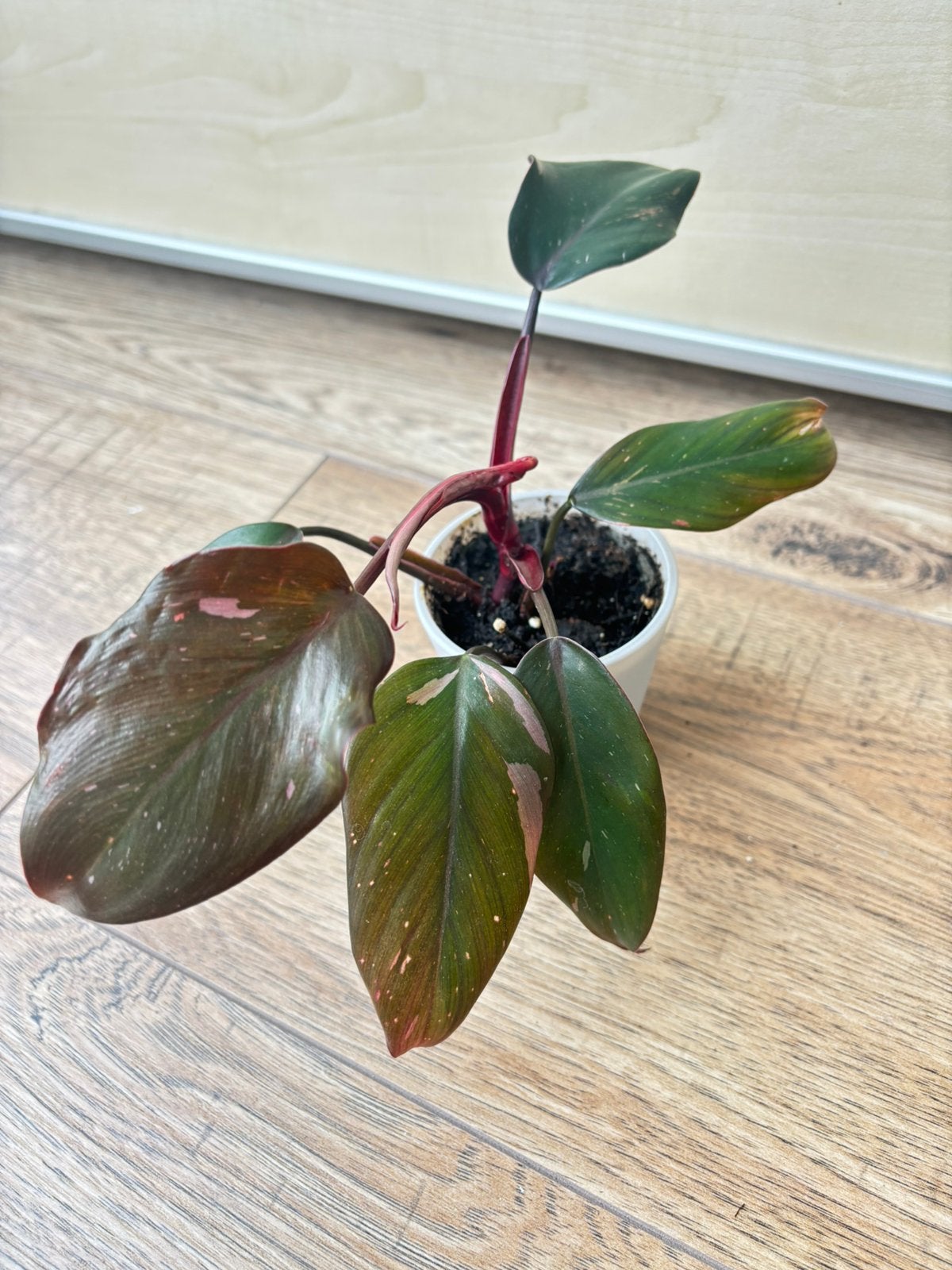 Philodendron pink princes, Huis en Inrichting, Kamerplanten, Ophalen of Verzenden, Halfschaduw, Minder dan 100 cm