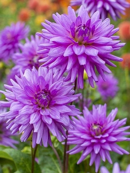 knol dahlia worton blue streak, Tuin en Terras, Ophalen of Verzenden, Volle zon, Knol