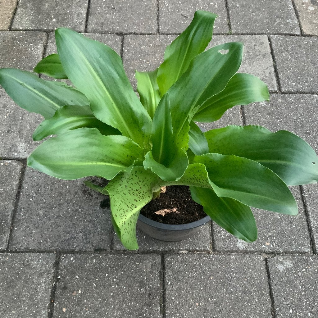 Ananaslelie of wel de EUCOMIS  (2 bollen gaat nog bloeien), Volle zon, Vaste plant, Zomer, Ophalen