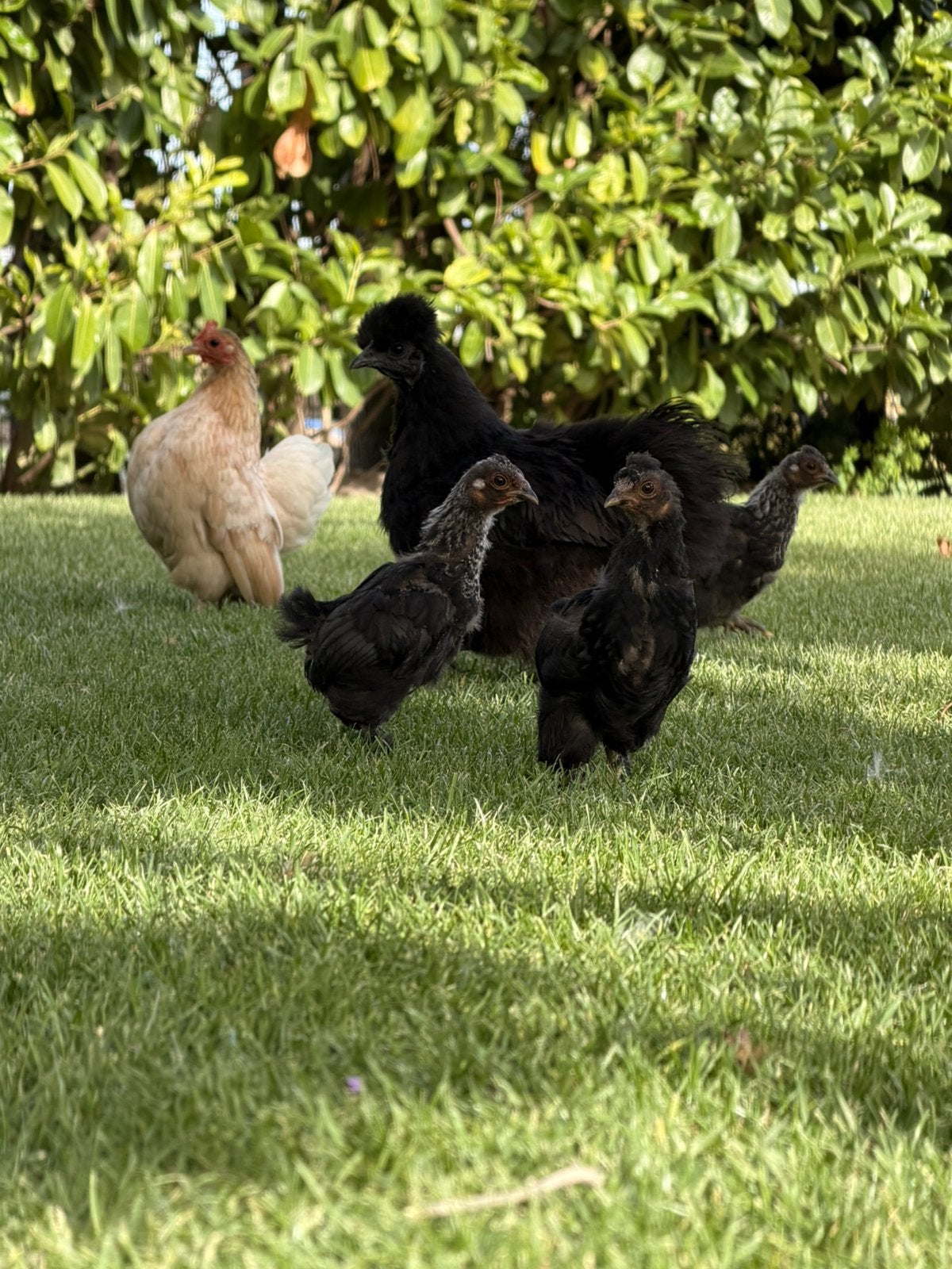 Kuikens, Dieren en Toebehoren, Pluimvee, Geslacht onbekend, Kip