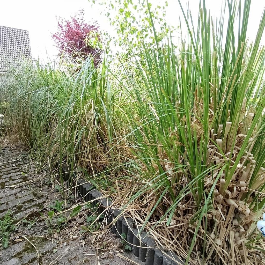 Siergras, Tuin en Terras, Ophalen, Vaste plant, Siergrassen, Volle zon