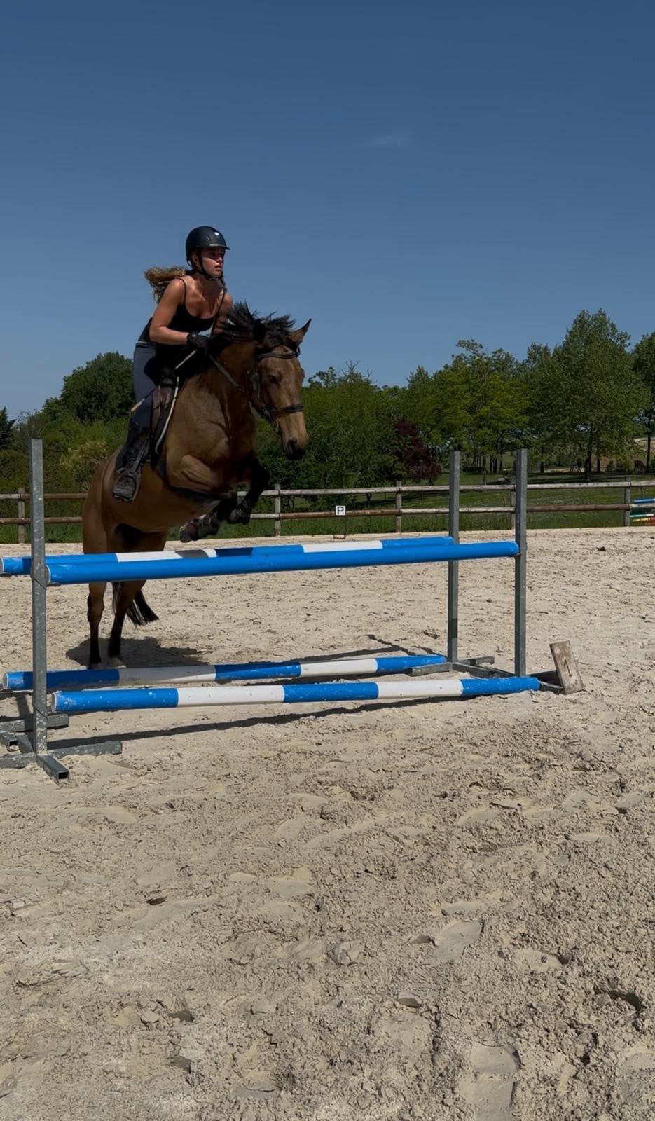 bijrijdpaard gezocht/bijrijder aangeboden, Dieren en Toebehoren, Ophalen of Verzenden, Nieuw, Recreatie