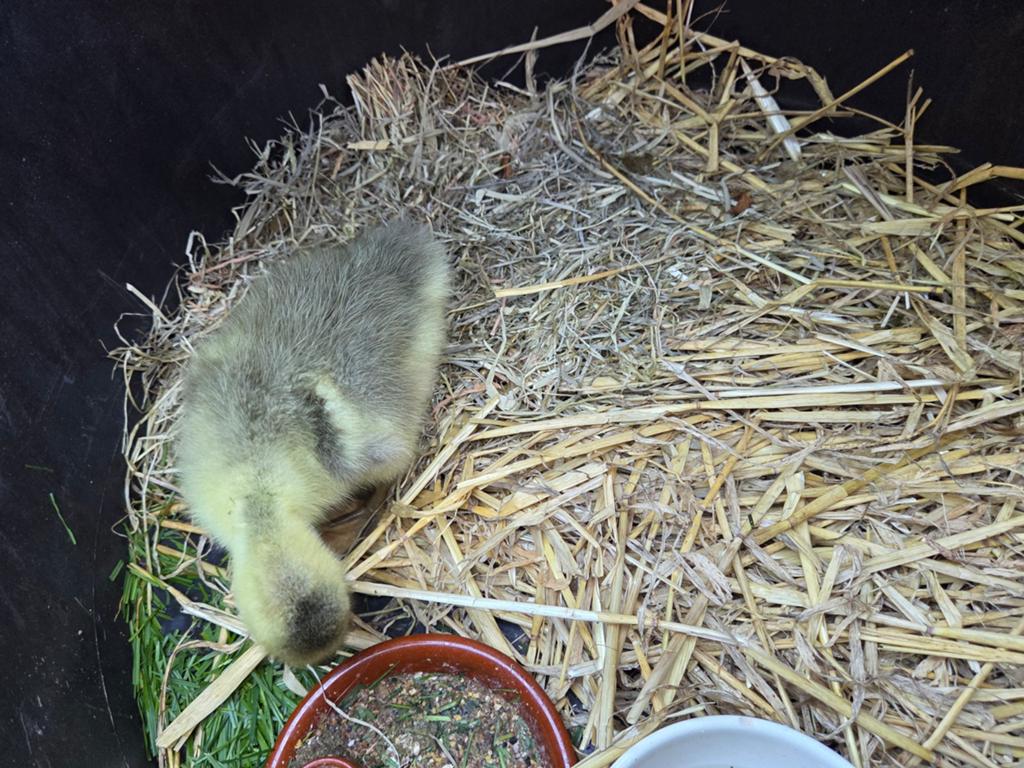 Dewlap Toulouse gans kuiken gevraagd, Mannelijk, Kip