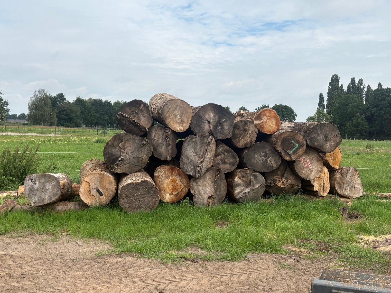 Tekoop dikke bomen, 6 m³ of meer, Ophalen