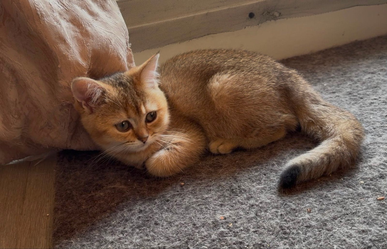 In prijs verlaagd Britse korthaar Golden shaded, Dieren en Toebehoren, Katten en Kittens | Raskatten | Korthaar, Meerdere dieren