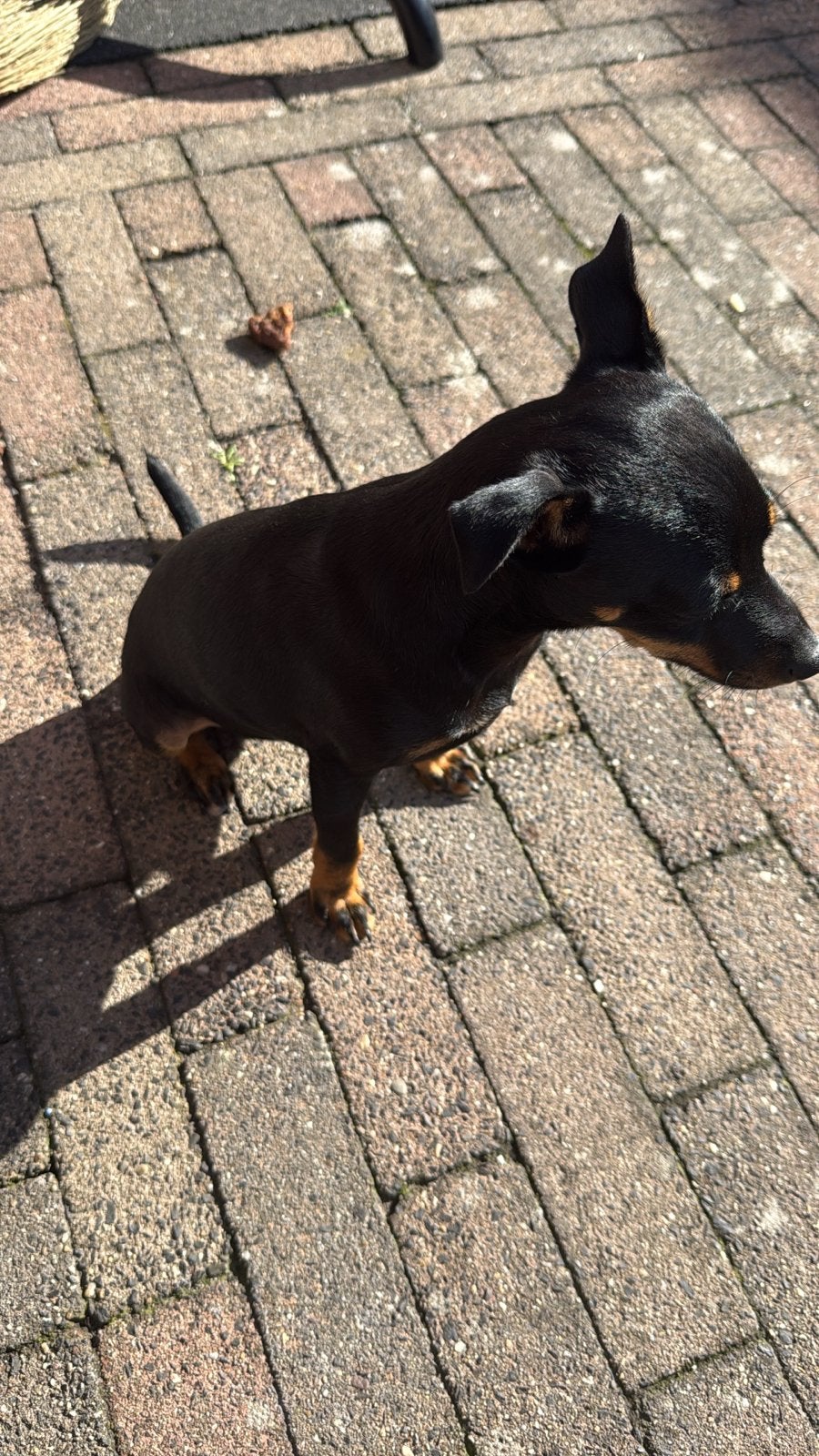 Lieve pup Leo - 4maanden-Dwergpinscher -Gechipt met Paspoort, Parvo, Particulier, 8 tot 15 weken, Buitenland