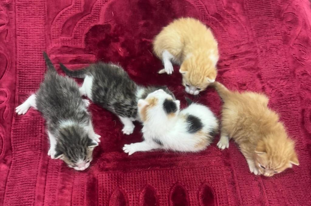 Kittens, Dieren en Toebehoren, Katten en Kittens | Overige Katten, 0 tot 2 jaar