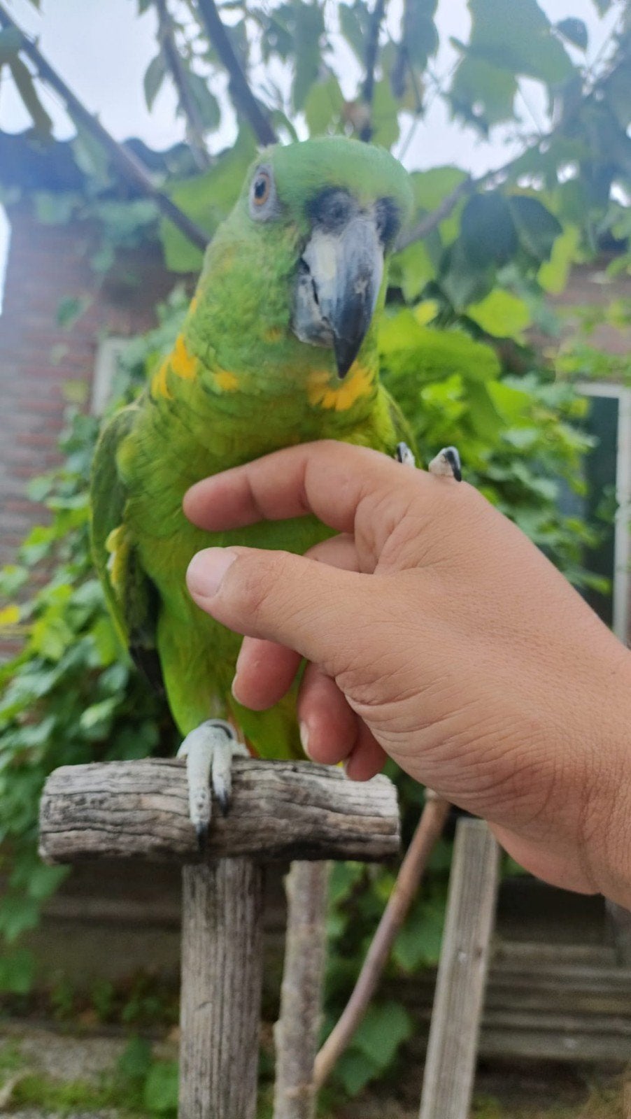 geelnek Amazone papegaai, Dieren en Toebehoren, Vogels | Parkieten en Papegaaien, Vrouwelijk, Papegaai, Geringd