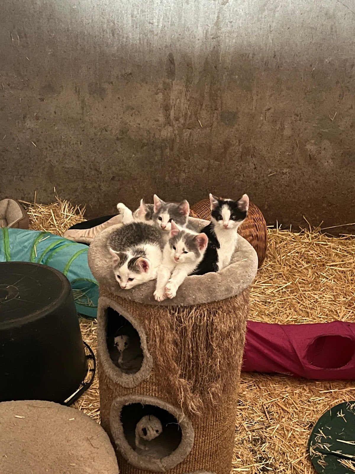 kittens boerderij 3 katers 1 poes, Meerdere dieren, Kortharig, 0 tot 2 jaar