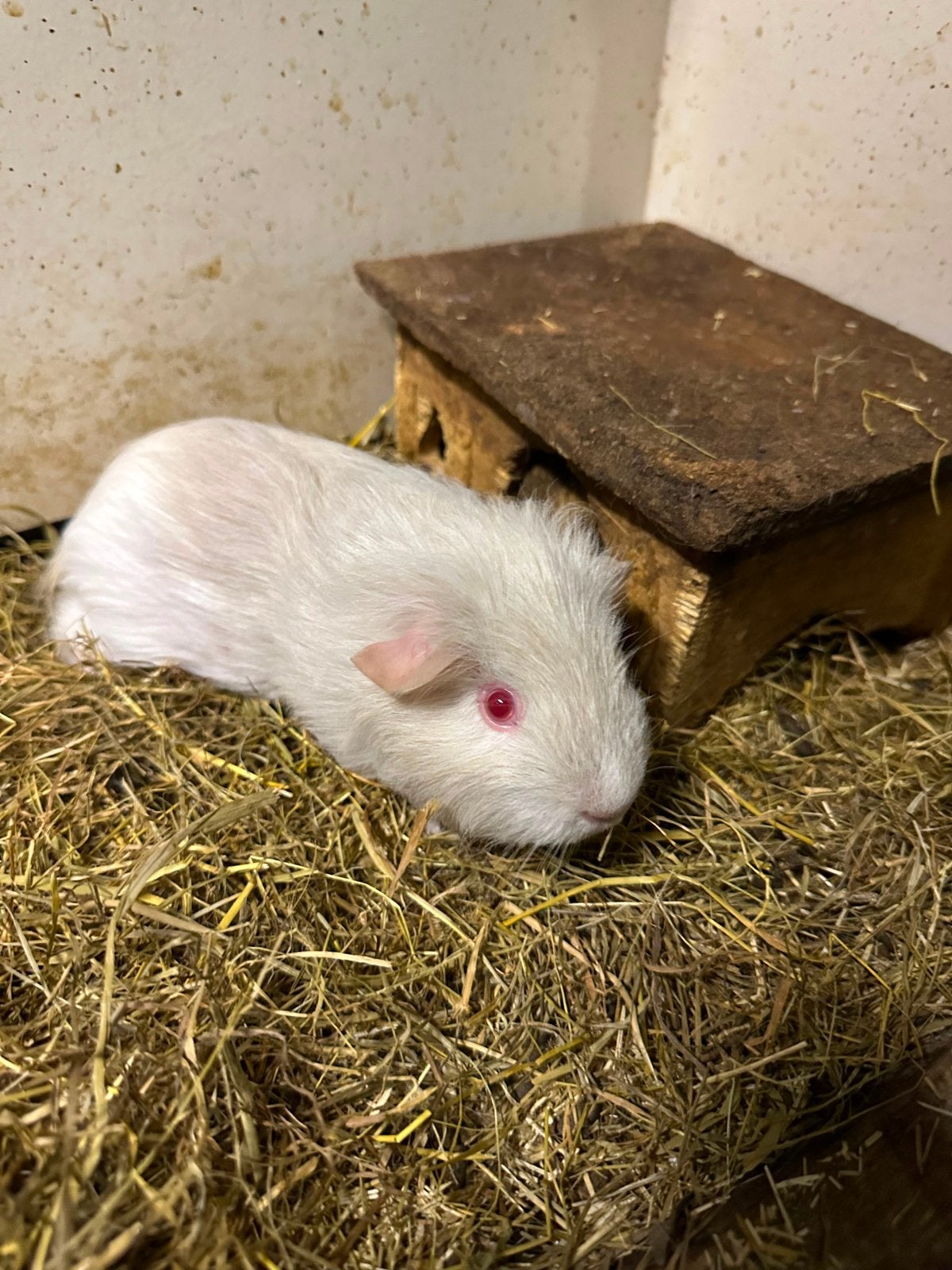 Jonge knappe cavia beertje te koop, mogen verhuizen!, Cavia, Mannelijk, Juli, Tam