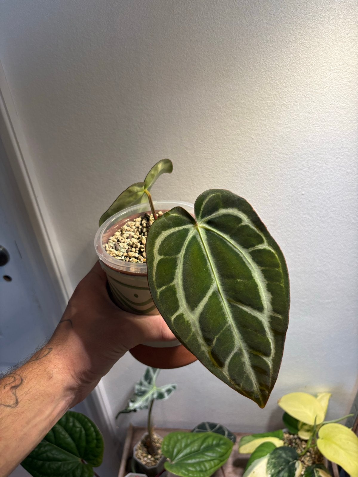 Anthurium carlablackiae RA8 x RA3, Ophalen of Verzenden