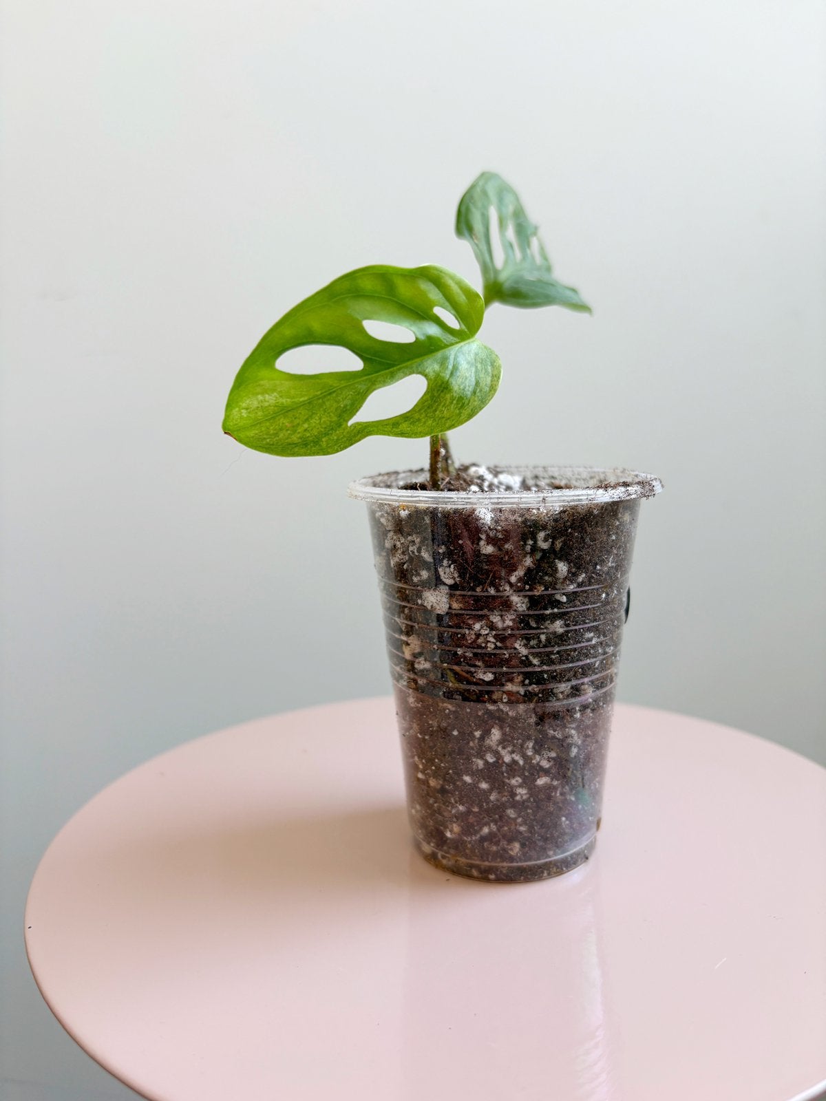 Monstera Adansonii Variegata #126, Ophalen of Verzenden, Halfschaduw, Minder dan 100 cm