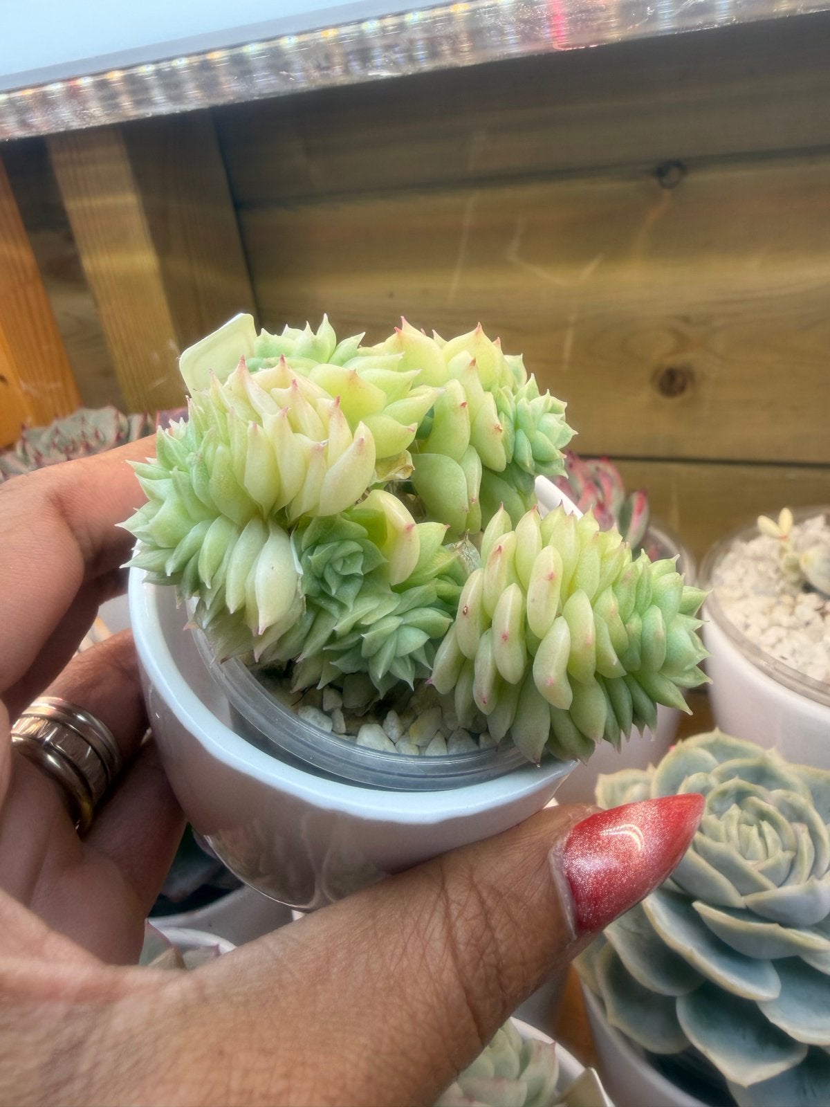 Echeveria Malgan 6cm - Unieke Vetplant voor je Collectie, Verzenden