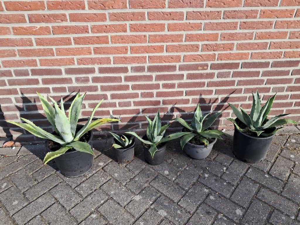 agaves, Ophalen, Vaste plant, Overige soorten, Volle zon