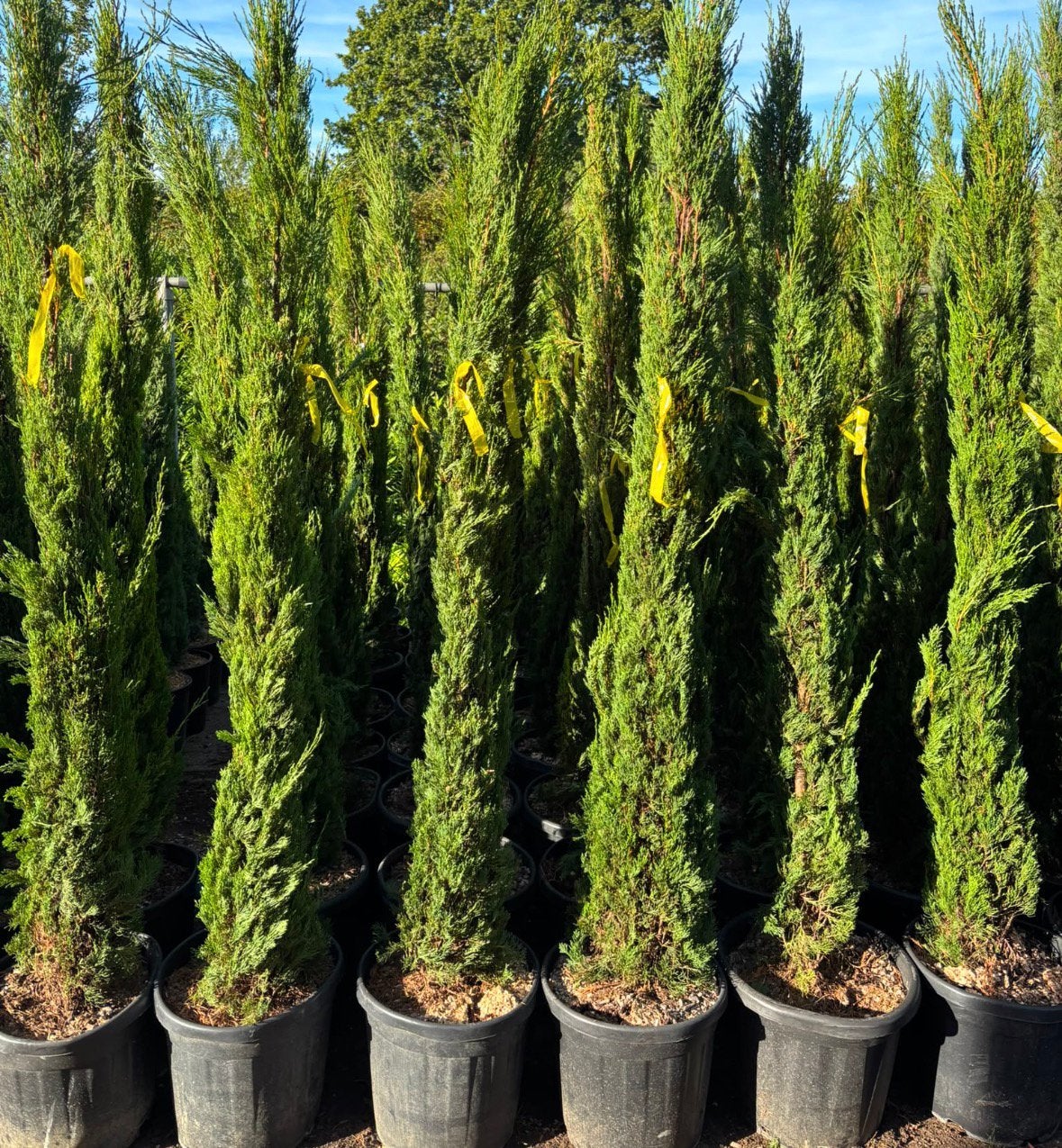 Italiaanse Cipres | Cupressus sempervirens, Ophalen of Verzenden, Bloeit niet, Volle zon, Overige soorten